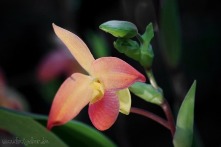 15. Nemzetközi Orchidea kiállítás - szendreigabor.hu