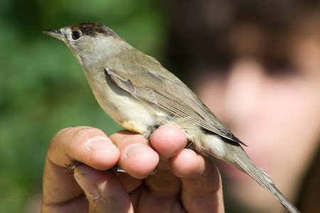 Madárgyűrűzés a Naplás-tónál - fotó: Szendrei Gábor