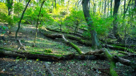 Tatabánya 20 (30) km túrabeszámoló - fotó: Szendrei Gábor