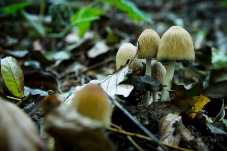 Tatabánya 20 (30) km túrabeszámoló - fotó: Szendrei Gábor