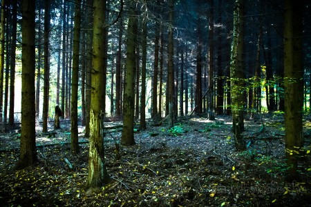 Tatabánya 20 (30) km túrabeszámoló - fotó: Szendrei Gábor