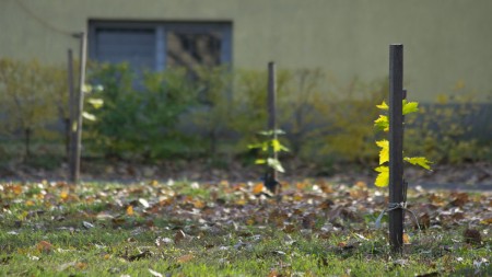 Faültetés az Erzsébet-ligetben Bp XVI. kerület - fotó: Szendrei Gábor