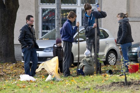 Faültetés az Erzsébet-ligetben Bp XVI. kerület - fotó: Szendrei Gábor