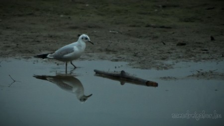 Tatai Vadlúd Sokadalom - fotó: Szendrei Gábor