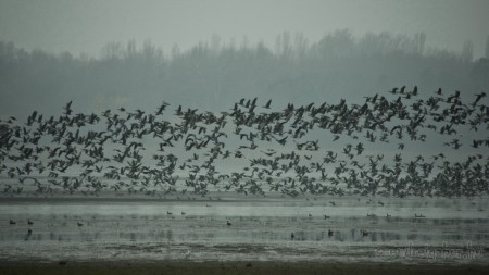Tatai Vadlúd Sokadalom - fotó: Szendrei Gábor