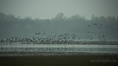 Tatai Vadlúd Sokadalom - fotó: Szendrei Gábor