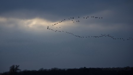 Tatai Vadlúd Sokadalom - fotó: Szendrei Gábor