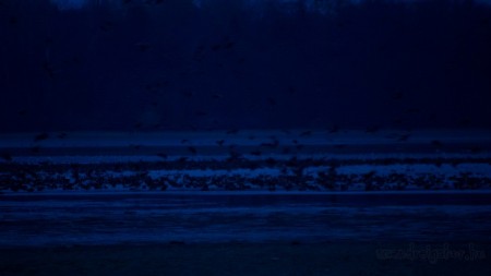 Tatai Vadlúd Sokadalom - fotó: Szendrei Gábor