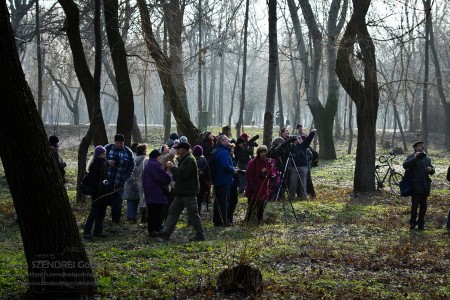 Madárgyűrűzés az Óbudai-szigeten 2013 - fotó: Szendrei Gábor