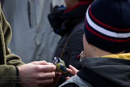 Madárgyűrűzés az Óbudai-szigeten 2013 - fotó: Szendrei Gábor