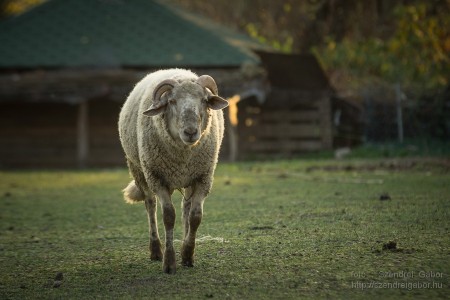 Által-ér völgyi kerékpárút Tatabánya-Tata (Vértesszőlős) fotó: Szendrei Gábor