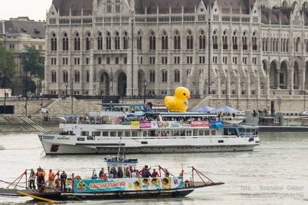Az első Kacsafutam Budapesten 2014 - fotó: Szendrei Gábor Az első Kacsafutam Budapesten 2014 - fotó: Szendrei Gábor