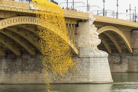 Az első Kacsafutam Budapesten 2014 - fotó: Szendrei Gábor Az első Kacsafutam Budapesten 2014 - fotó: Szendrei Gábor