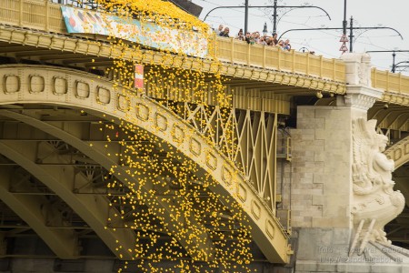 Az első Kacsafutam Budapesten 2014 - fotó: Szendrei Gábor Az első Kacsafutam Budapesten 2014 - fotó: Szendrei Gábor