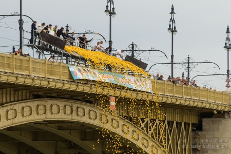 Az első Kacsafutam Budapesten 2014 - fotó: Szendrei Gábor Az első Kacsafutam Budapesten 2014 - fotó: Szendrei Gábor