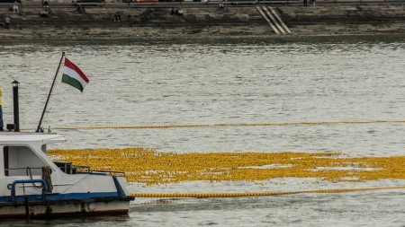 Az első Kacsafutam Budapesten 2014 - fotó: Szendrei Gábor Az első Kacsafutam Budapesten 2014 - fotó: Szendrei Gábor