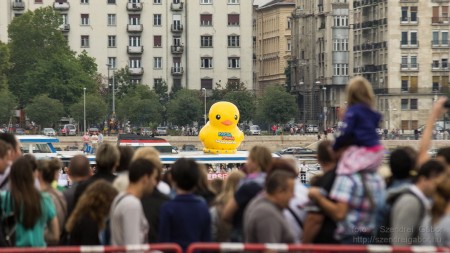 Az első Kacsafutam Budapesten 2014 - fotó: Szendrei Gábor Az első Kacsafutam Budapesten 2014 - fotó: Szendrei Gábor