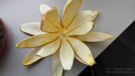 Honor 6 teszt képek - fotó: Szendrei Gábor Honor 6 teszt képek - fotó: Szendrei Gábor