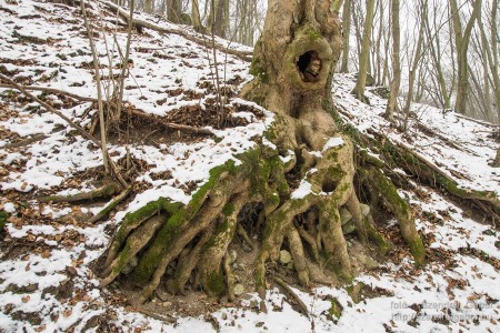 2015.01.02. Görgey Artúr emléktúra 25 km - fotó: Szendrei Gábor 2015.01.02. Görgey Artúr emléktúra 25 km - fotó: Szendrei Gábor