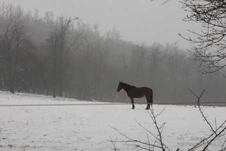2015.01.02. Görgey Artúr emléktúra 25 km - fotó: Szendrei Gábor 2015.01.02. Görgey Artúr emléktúra 25 km - fotó: Szendrei Gábor