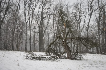 2015.01.02. Görgey Artúr emléktúra 25 km - fotó: Szendrei Gábor 2015.01.02. Görgey Artúr emléktúra 25 km - fotó: Szendrei Gábor