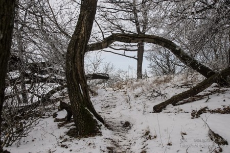 2015.01.02. Görgey Artúr emléktúra 25 km - fotó: Szendrei Gábor 2015.01.02. Görgey Artúr emléktúra 25 km - fotó: Szendrei Gábor