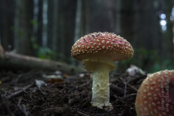2020. Tatabánya 20km, légyölő galóca - fotó: Szendrei Gábor