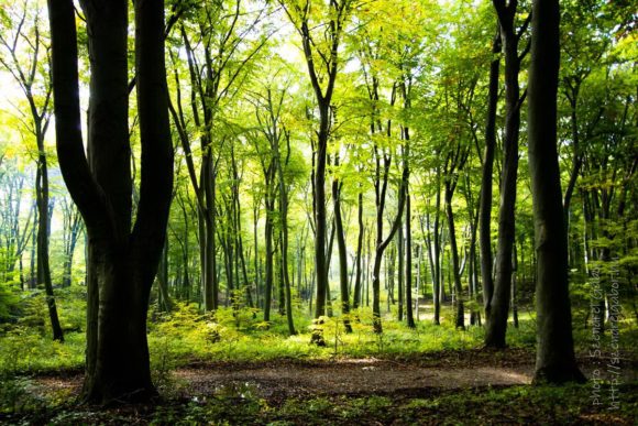 2020. Tatabánya 20km - fotó: Szendrei Gábor