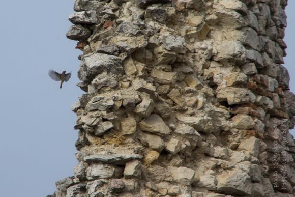 2020. Tatabánya 20km, Vitányvár - fotó: Szendrei Gábor