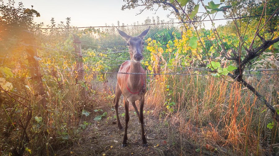 oz szarves szelfi selfie with deer wild animal