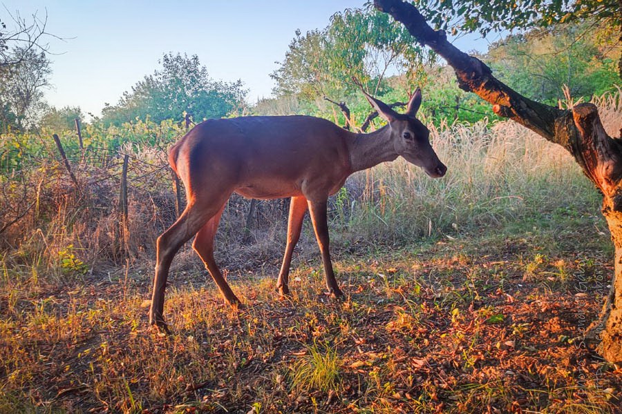 oz szarves szelfi selfie with deer wild animal