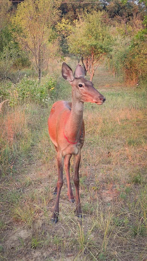 oz szarves szelfi selfie with deer wild animal