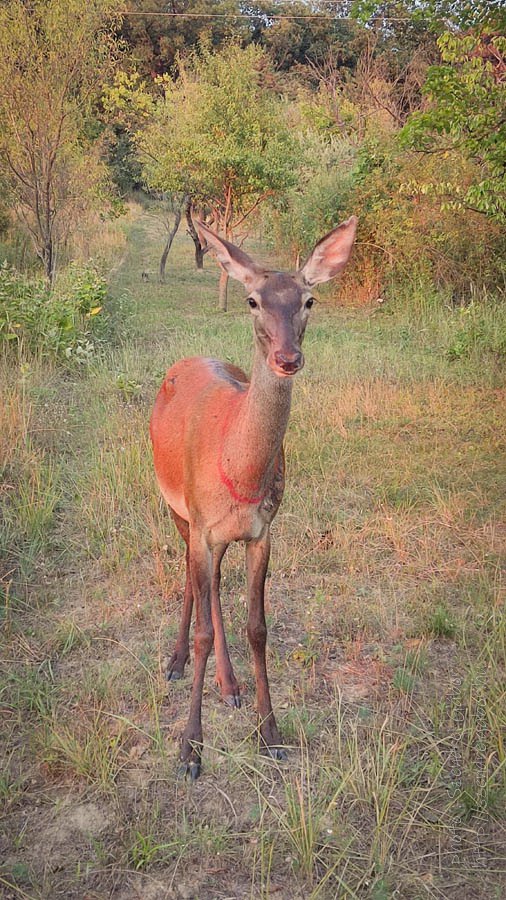 oz szarves szelfi selfie with deer wild animal